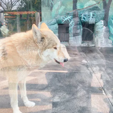 天王寺動物園に投稿された画像（2021/2/7）