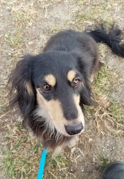 世界の名犬牧場に投稿された画像（2021/2/7）