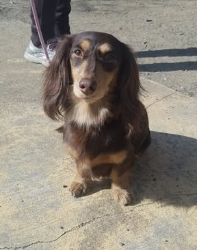 世界の名犬牧場に投稿された画像（2021/2/7）