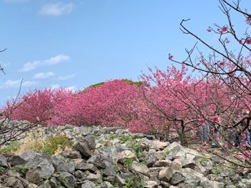 今帰仁城跡に投稿された画像（2021/2/7）