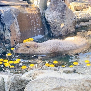 伊豆シャボテン動物公園に投稿された画像（2021/2/7）