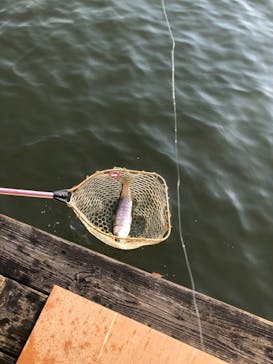 大安トラウトレイクに投稿された画像（2021/2/7）