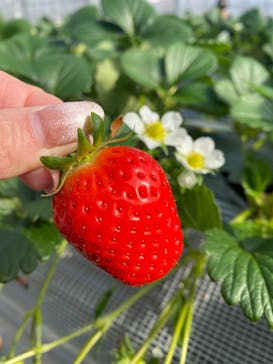 いのさんの観光農園に投稿された画像（2021/2/7）