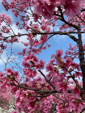 今帰仁城跡に投稿された画像（2021/2/7）