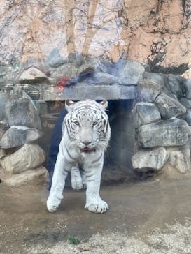 東武動物公園に投稿された画像（2021/2/8）