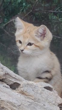 神戸どうぶつ王国に投稿された画像（2021/2/8）