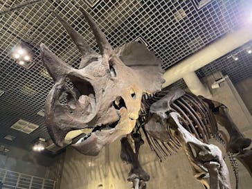 国立科学博物館に投稿された画像（2021/2/8）