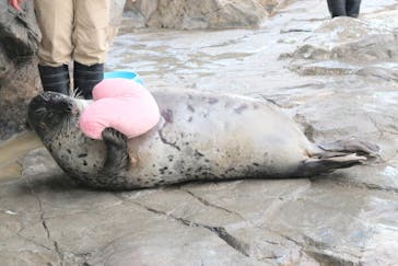 しながわ水族館に投稿された画像（2021/2/9）