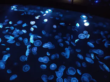 すみだ水族館に投稿された画像（2021/2/9）