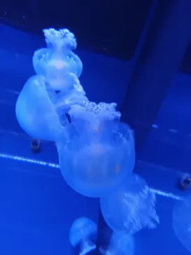 すみだ水族館に投稿された画像（2021/2/9）