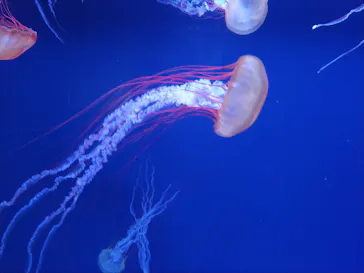 すみだ水族館に投稿された画像（2021/2/9）