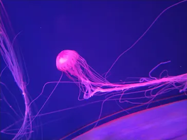 すみだ水族館に投稿された画像（2021/2/9）