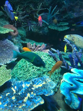 サンシャイン水族館に投稿された画像（2021/2/9）