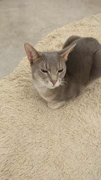 Moff アニマル カフェ イーアス 高尾店に投稿された画像（2021/2/9）