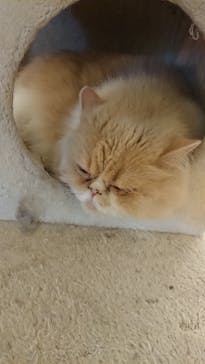 Moff アニマル カフェ イーアス 高尾店に投稿された画像（2021/2/9）