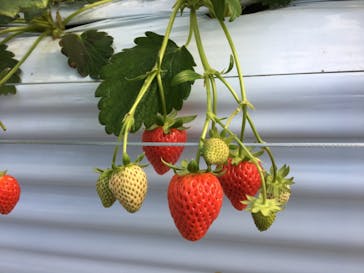 いのさんの観光農園に投稿された画像（2021/2/9）