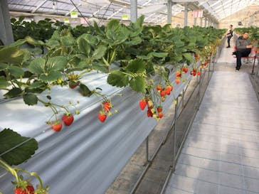 いのさんの観光農園に投稿された画像（2021/2/9）