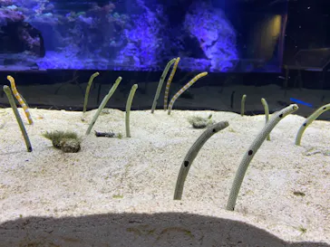 すみだ水族館に投稿された画像（2021/2/9）