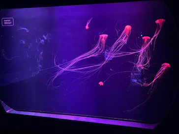 すみだ水族館に投稿された画像（2021/2/9）