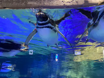 すみだ水族館に投稿された画像（2021/2/9）