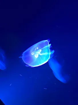 すみだ水族館に投稿された画像（2021/2/10）