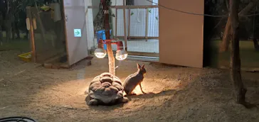 天王寺動物園に投稿された画像（2021/2/10）