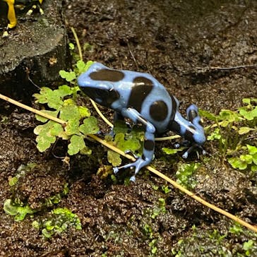 サンシャイン水族館に投稿された画像（2021/2/10）