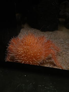 サンシャイン水族館に投稿された画像（2021/2/10）