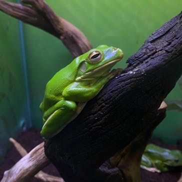 サンシャイン水族館に投稿された画像（2021/2/10）