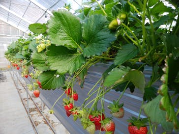 いのさんの観光農園に投稿された画像（2021/2/10）