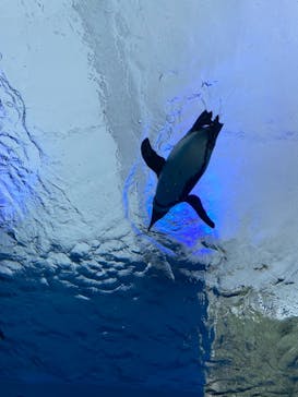 サンシャイン水族館に投稿された画像（2021/2/10）