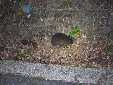 奄美ナイトツアーサービスに投稿された画像（2021/2/10）