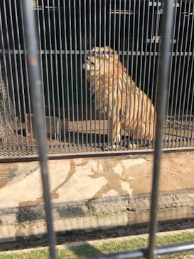 しろとり動物園に投稿された画像（2021/2/11）