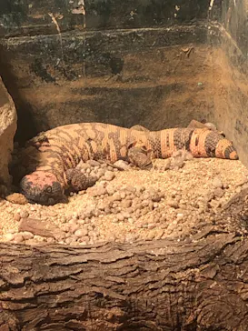 天王寺動物園に投稿された画像（2021/2/11）