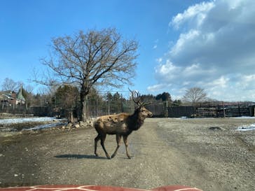那須サファリパークに投稿された画像（2021/2/11）