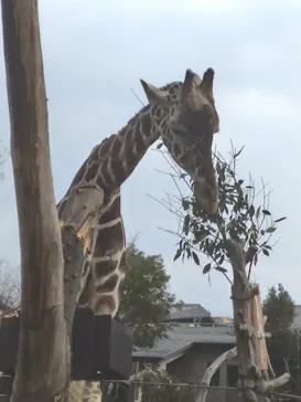 天王寺動物園に投稿された画像（2021/2/11）