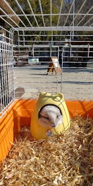 しろとり動物園に投稿された画像（2021/2/11）