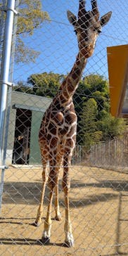 しろとり動物園に投稿された画像（2021/2/11）