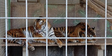 しろとり動物園に投稿された画像（2021/2/11）