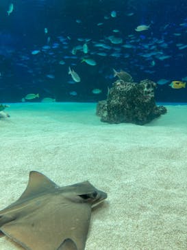 サンシャイン水族館に投稿された画像（2021/2/11）