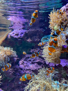 サンシャイン水族館に投稿された画像（2021/2/11）