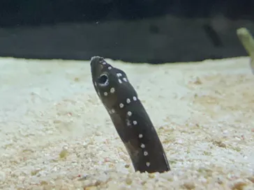 すみだ水族館に投稿された画像（2021/2/11）