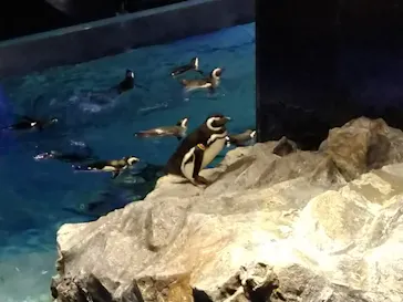 すみだ水族館に投稿された画像（2021/2/11）