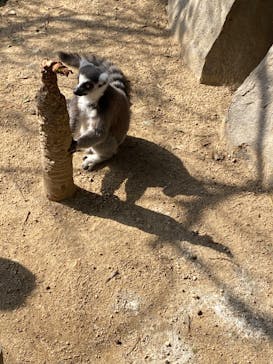 神戸どうぶつ王国に投稿された画像（2021/2/11）