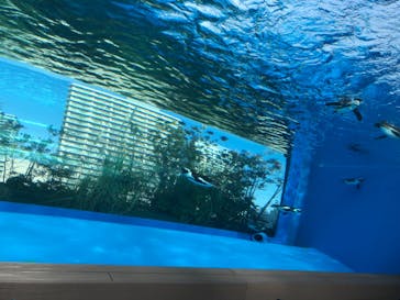 サンシャイン水族館に投稿された画像（2021/2/11）