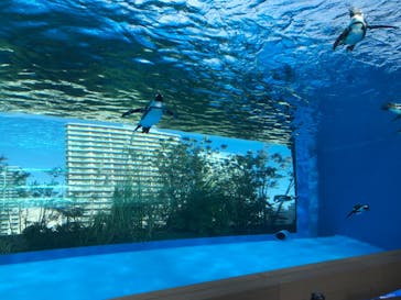 サンシャイン水族館に投稿された画像（2021/2/11）