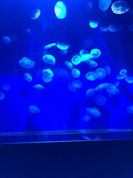 サンシャイン水族館に投稿された画像（2021/2/11）