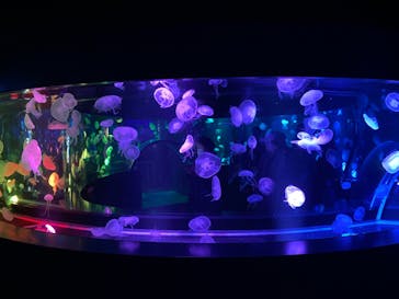 京都水族館に投稿された画像（2021/2/11）