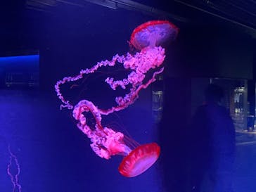 京都水族館に投稿された画像（2021/2/11）