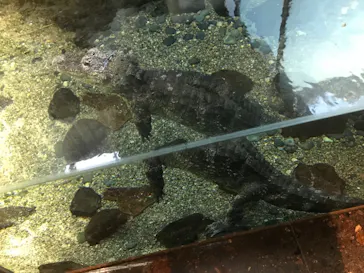 天王寺動物園に投稿された画像（2021/2/11）